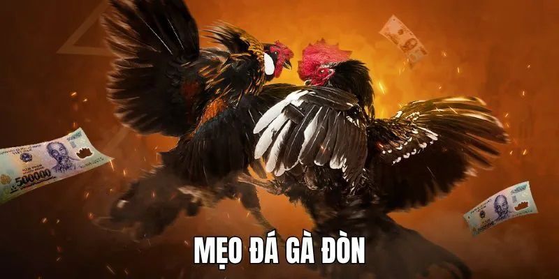 Nắm Vững Luật Chơi Đá Gà Đòn Cơ Bản tại GA6789